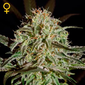 Greenhouse Seed Co. A.M.S. (Феминизированные)