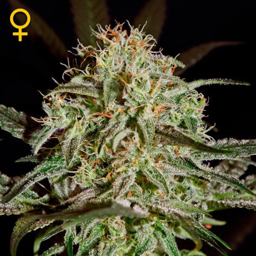 Greenhouse Seed Co. A.M.S. (Феминизированные)
