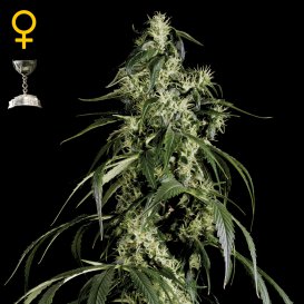 Greenhouse Seed Co. Arjan's Haze #1 (Феминизированные)