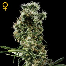 Greenhouse Seed Co. Arjan's Haze #2 (Феминизированные)