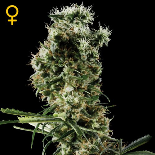 Greenhouse Seed Co. Arjan's Haze #2 (Феминизированные)