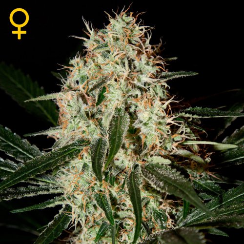 Greenhouse Seed Co. Arjan's Haze #3 (Феминизированные)