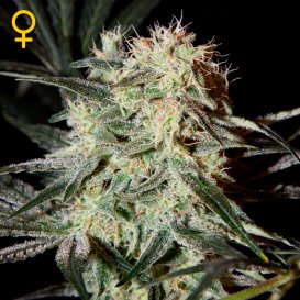 Greenhouse Seed Co. Arjan's Strawberry Haze (Феминизированные)