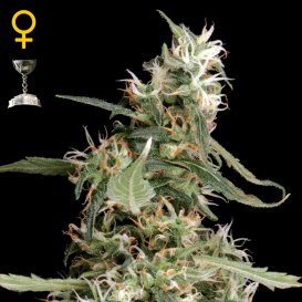Greenhouse Seed Co. Arjan's Ultra Haze #1 (Феминизированные)