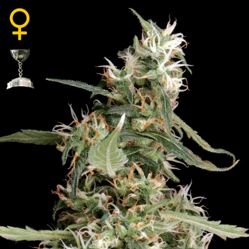 Greenhouse Seed Co. Arjan's Ultra Haze #1 (Феминизированные)