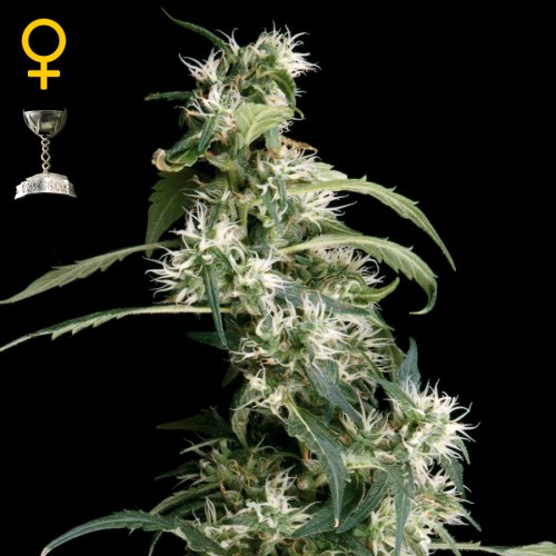 Greenhouse Seed Co. Arjan's Ultra Haze #2 (Феминизированные)