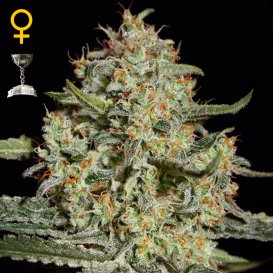 Greenhouse Seed Co. Big Bang (Феминизированные)
