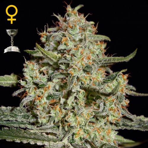 Greenhouse Seed Co. Big Bang (Феминизированные)