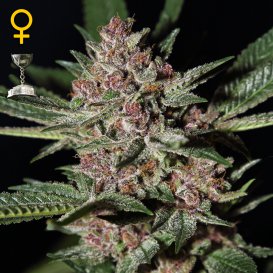 Greenhouse Seed Co. Bubba Kush (Феминизированные)