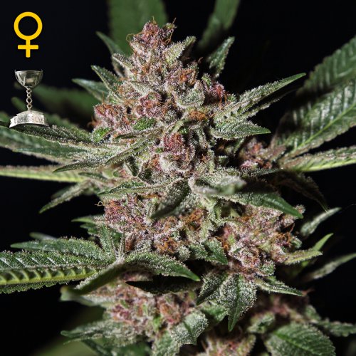 Greenhouse Seed Co. Bubba Kush (Феминизированные)