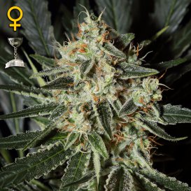 Greenhouse Seed Co. Cheese (Феминизированные)