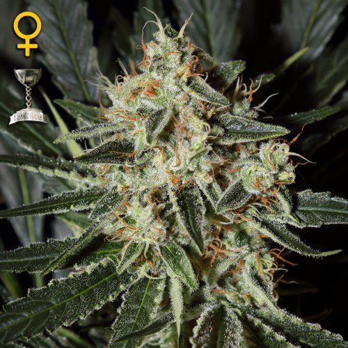 Greenhouse Seed Co. Cheese (Феминизированные)