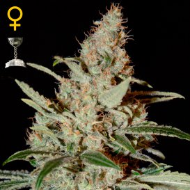 Greenhouse Seed Co. Chemdog (Феминизированные)