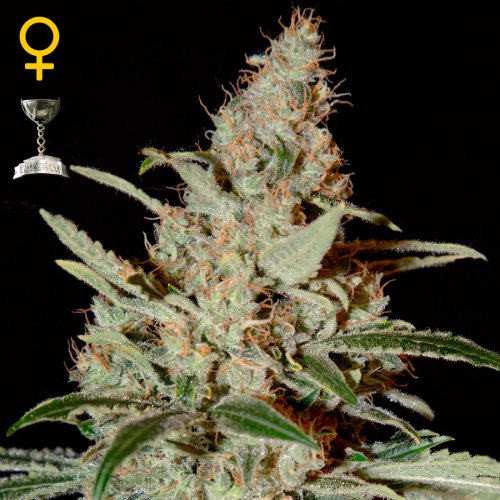 Greenhouse Seed Co. Chemdog (Феминизированные)