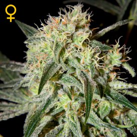Greenhouse Seed Co. Damn Sour (Феминизированные)