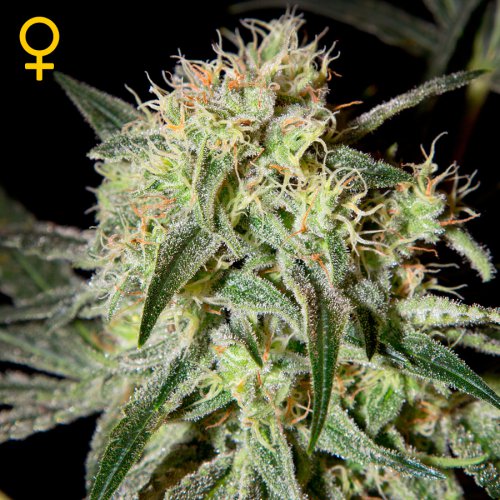 Greenhouse Seed Co. Damn Sour (Феминизированные)