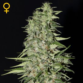 Greenhouse Seed Co. Diamond Girl (Феминизированные)