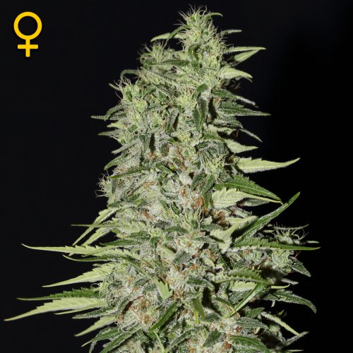 Greenhouse Seed Co. Diamond Girl (Феминизированные)