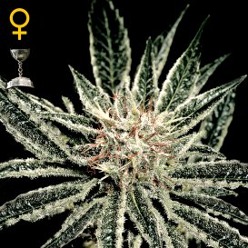 Greenhouse Seed Co. El Nino (Феминизированные)