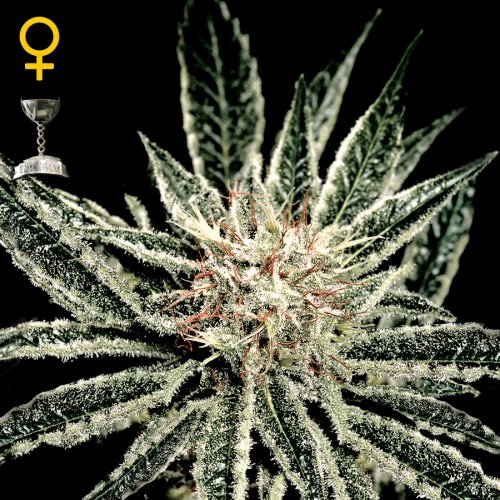 Greenhouse Seed Co. El Nino (Феминизированные)
