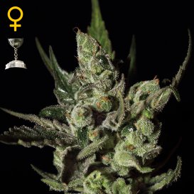 Greenhouse Seed Co. Exodus Cheese (Феминизированные)