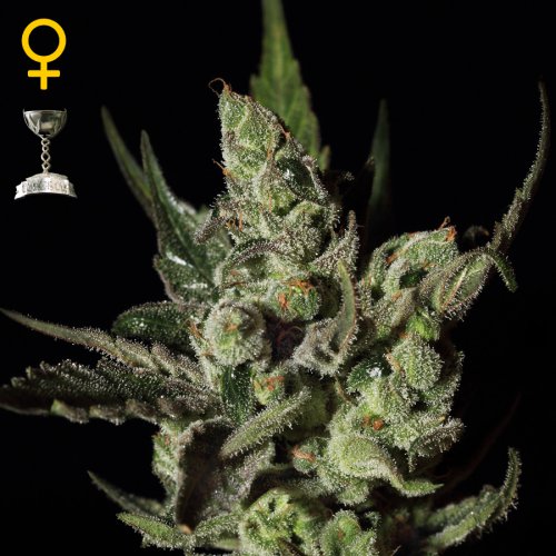 Greenhouse Seed Co. Exodus Cheese (Феминизированные)