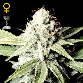 Greenhouse Seed Co. Great White Shark (Феминизированные)