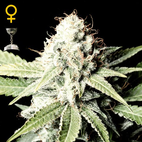 Greenhouse Seed Co. Great White Shark (Феминизированные)