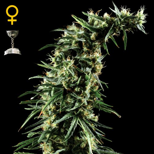 Greenhouse Seed Co. Hawaiian Snow (Феминизированные)