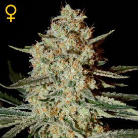 Greenhouse Seed Co. Himalayan Gold (Феминизированные)