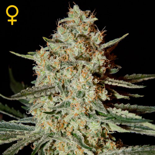 Greenhouse Seed Co. Himalayan Gold (Феминизированные)