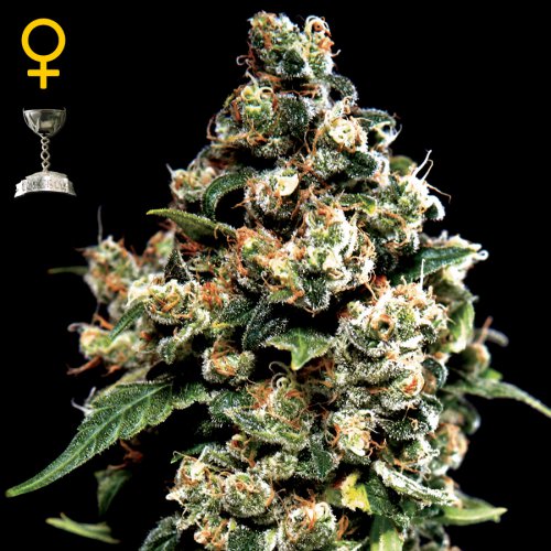 Greenhouse Seed Co. Jack Herer (Феминизированные)