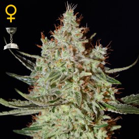 Greenhouse Seed Co. K-Train (Феминизированные)