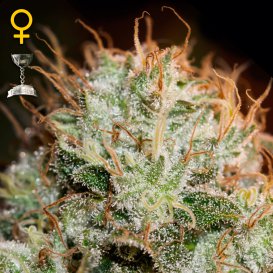 Greenhouse Seed Co. Kaia Kush (Феминизированные)
