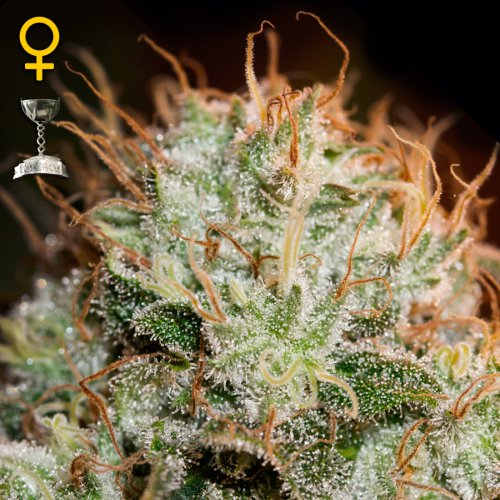 Greenhouse Seed Co. Kaia Kush (Феминизированные)
