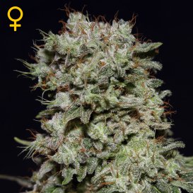 Greenhouse Seed Co. Kalashnikova (Феминизированные)