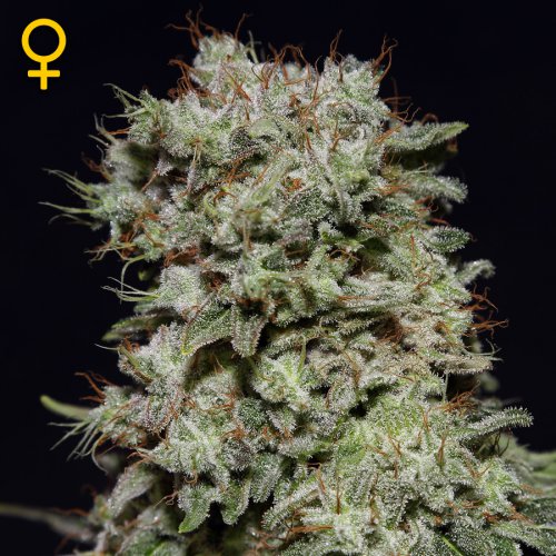 Greenhouse Seed Co. Kalashnikova (Феминизированные)