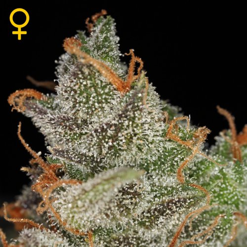 Greenhouse Seed Co. King's Kush (Феминизированные)