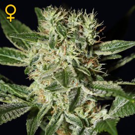 Greenhouse Seed Co. Ladyburn 1974 (Феминизированные)
