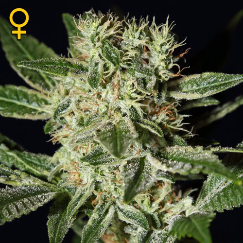 Greenhouse Seed Co. Ladyburn 1974 (Феминизированные)