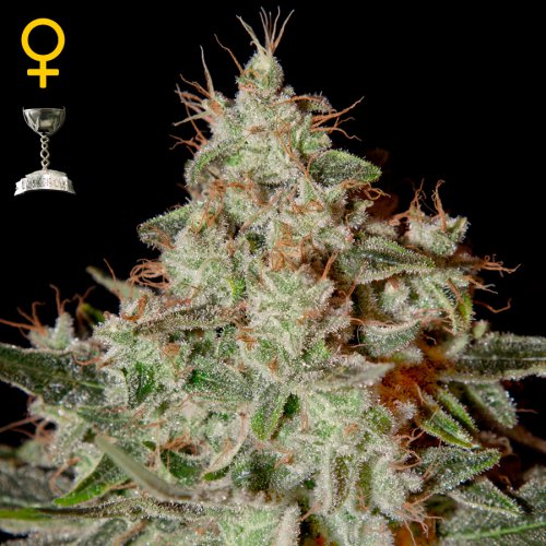 Greenhouse Seed Co. Lemon Skunk (Феминизированные)
