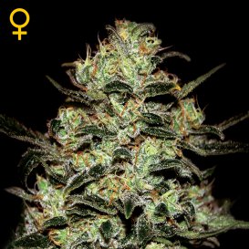 Greenhouse Seed Co. Moby Dick (Феминизированные)