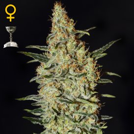 Greenhouse Seed Co. Neville's Haze (Феминизированные)