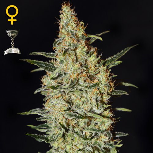 Greenhouse Seed Co. Neville's Haze (Феминизированные)