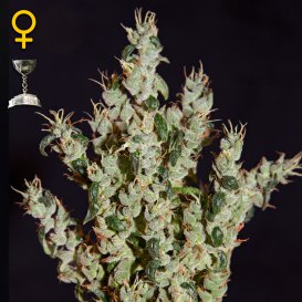 Greenhouse Seed Co. NL5 Haze Mist (Феминизированные)