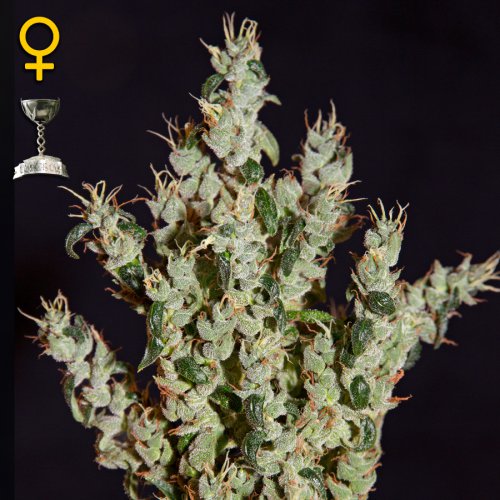 Greenhouse Seed Co. NL5 Haze Mist (Феминизированные)