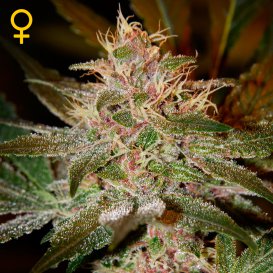 Greenhouse Seed Co. Pure Kush (Феминизированные)