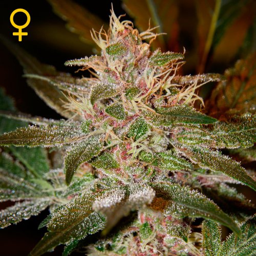 Greenhouse Seed Co. Pure Kush (Феминизированные)