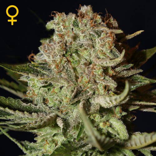 Greenhouse Seed Co. Super Bud (Феминизированные)