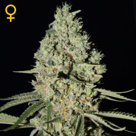 Greenhouse Seed Co. Super Critical (Феминизированные)